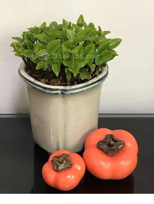 سبزه عید را خودتان سبز کنید !